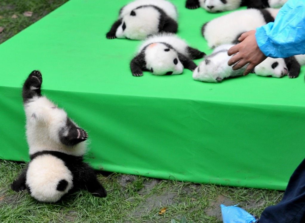 A panda cub slips off the stage at the Chengdu Research Base of Giant Panda Breeding on Sept. 29, 2016 in Chengdu, during a public debut of the year&#039;s 23 cubs born at the center. 