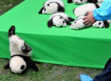 A panda cub slips off the stage at the Chengdu Research Base of Giant Panda Breeding on Sept. 29, 2016 in Chengdu, during a public debut of the year's 23 cubs born at the center. 
