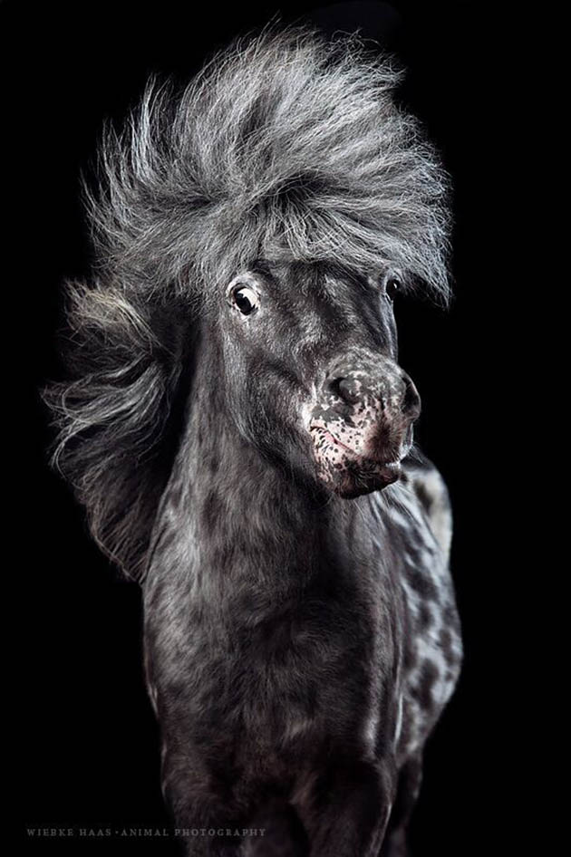 Horsestyle-Minishetlandpony-Pferdefotografie-Studio_Flecki_preview