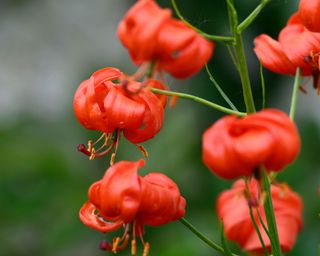 orange lily flowers