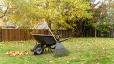 garden in autumn with fallen leaves on the lawn with a rake and wheelbarrow supporting autumn lawn care