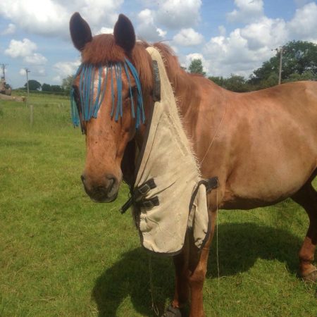 “Here is my 20-year-old ISH The Irish Alchemist aka “Billy” a couple of summers ago when he decided to remove his fly sheet. I don’t know how he managed it as he has never ruined a rug before so it’s unusual behaviour. Luckily he hasn’t done it since to his new wardrobe. I’ve had him 11 years and he is an absolute gentleman.” — Sarah Cobbold
