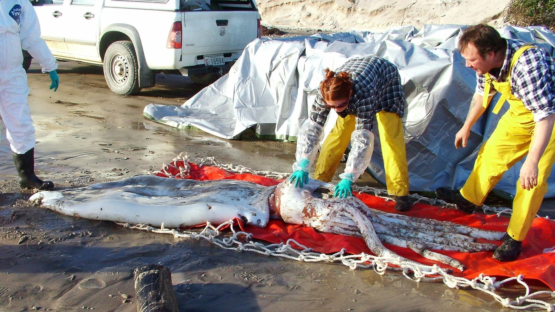 Giant Squid washed up in Tasmania, July 10, 2007. Handout via Getty Images.