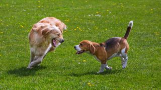 Golden retriever and beagle playing on grass