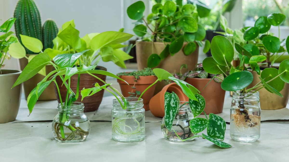 7 houseplants you can grow without soil