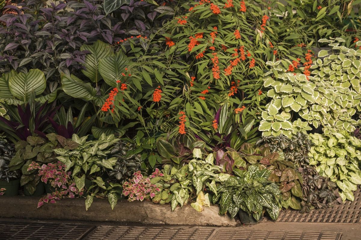 Tropical Shade Garden Plants: Tips On Creating A Tropical Shade Garden