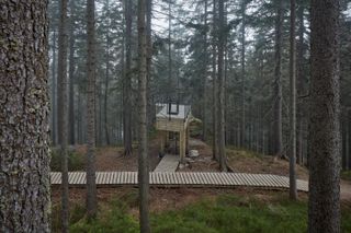 Wooden walkway and lookout structure in forest