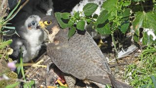Peregrine falcon feeding chicks in nest