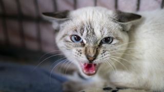 close up of a blue-eyed cat hissing