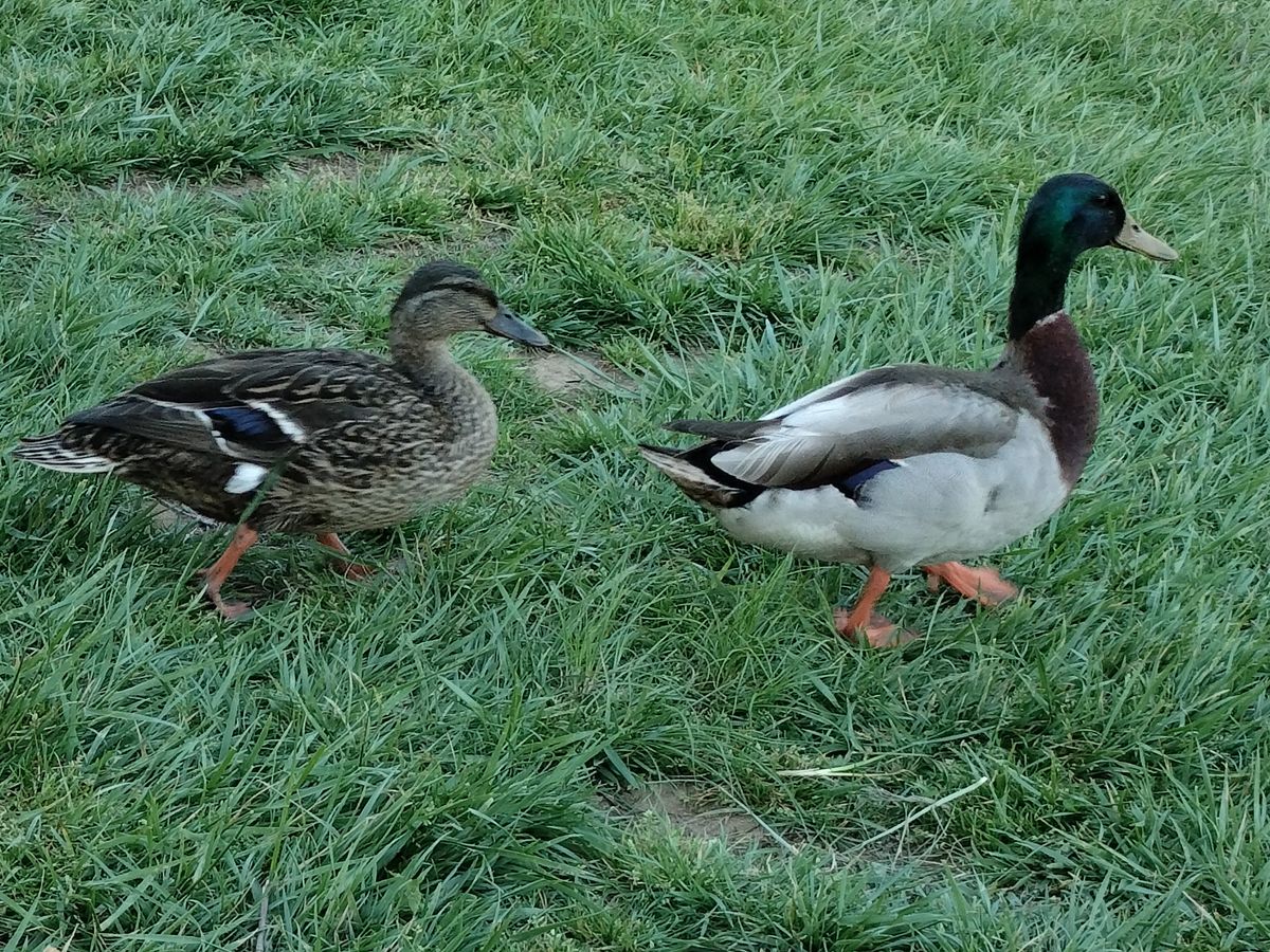 OnePlus Nord N20 camera sample 6x zoom
