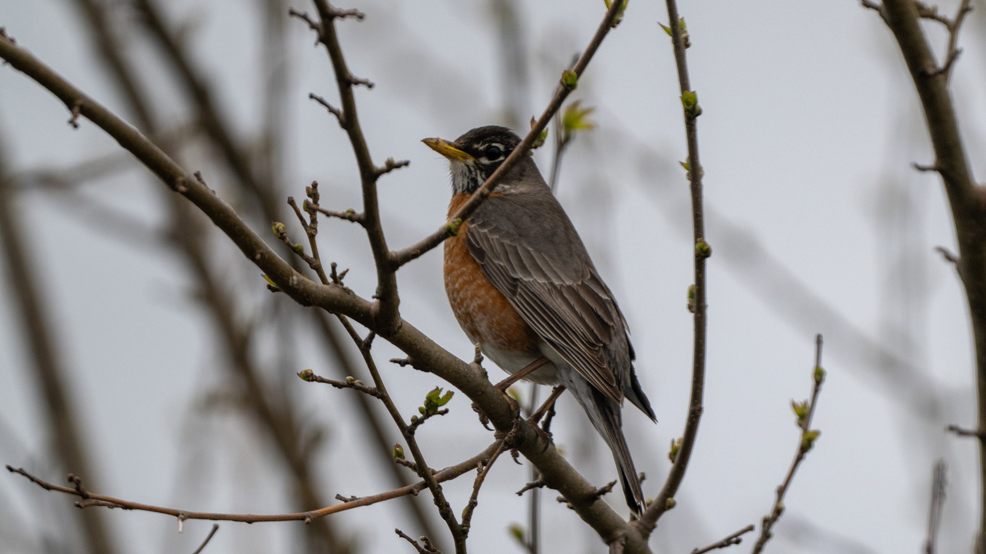 Nokin Z9 Experiential