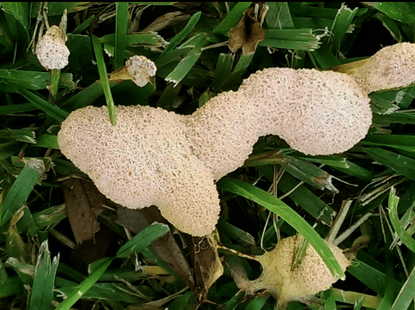 Slime Molds On Green Grass