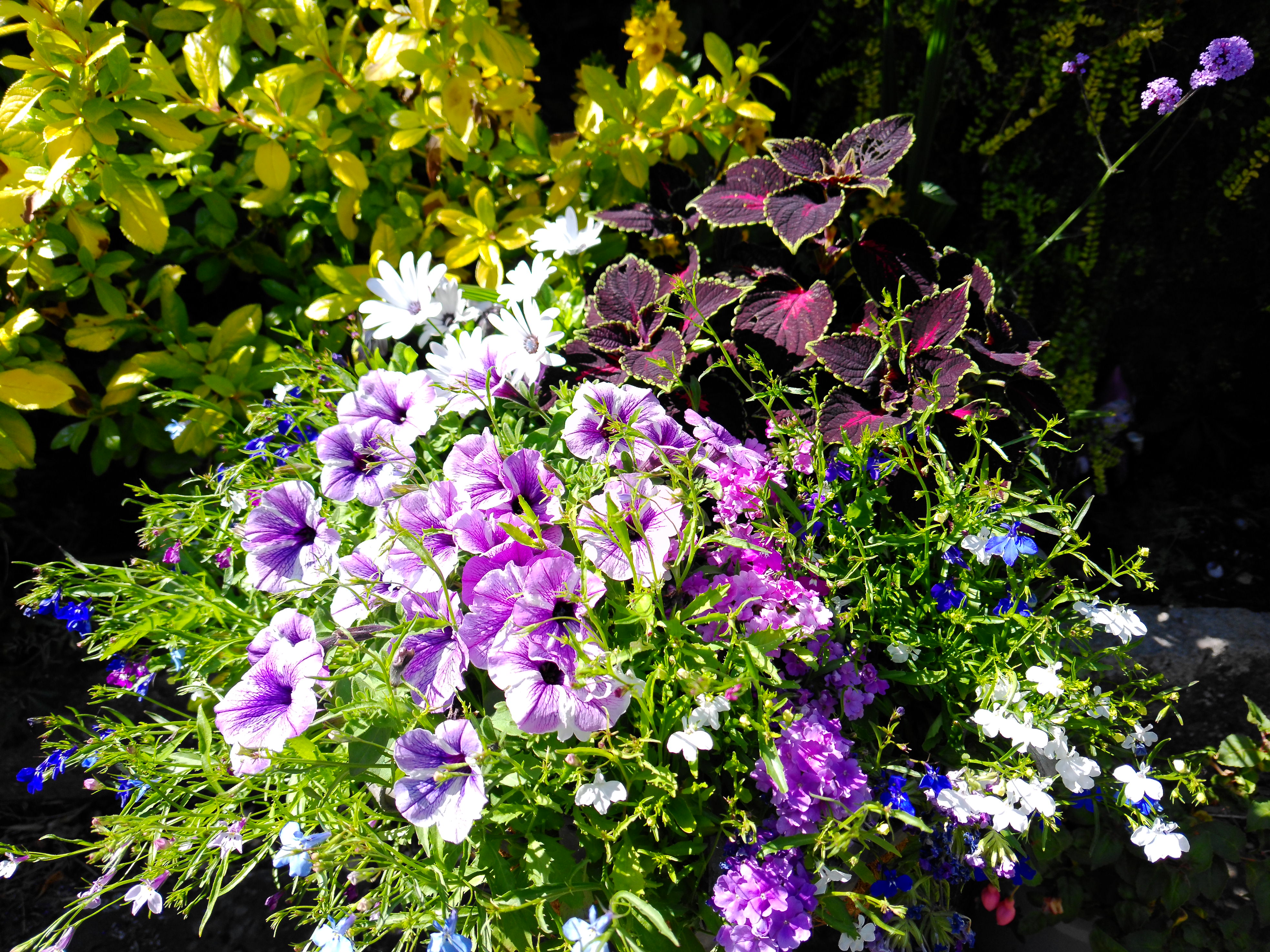 Yashica FX-D 300 example shot