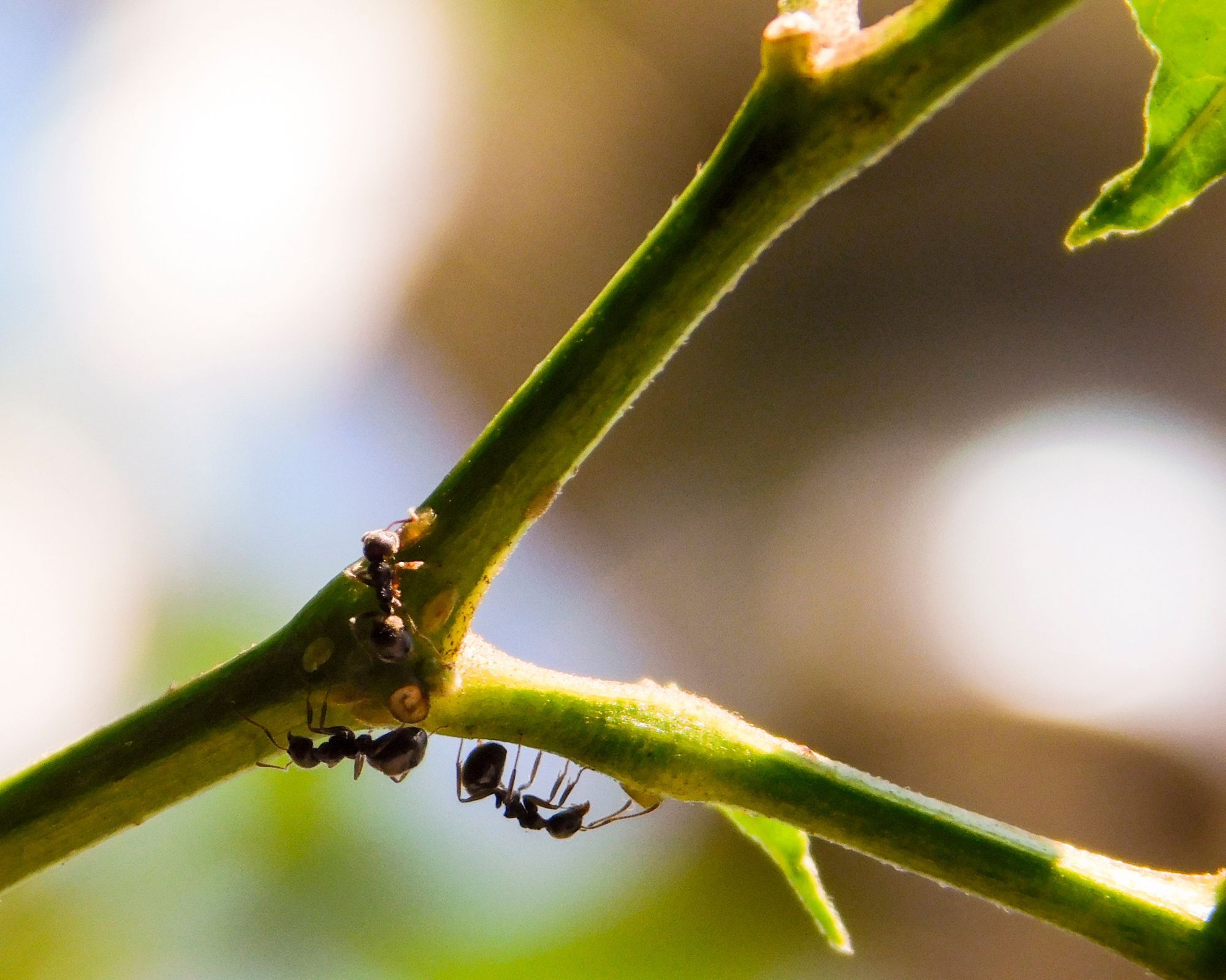 Asian Needle Ants