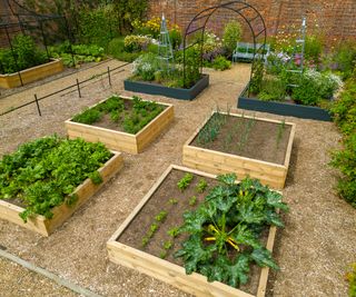 A set of timber raised beds in a vegetable garden growing courgettes chard and onions