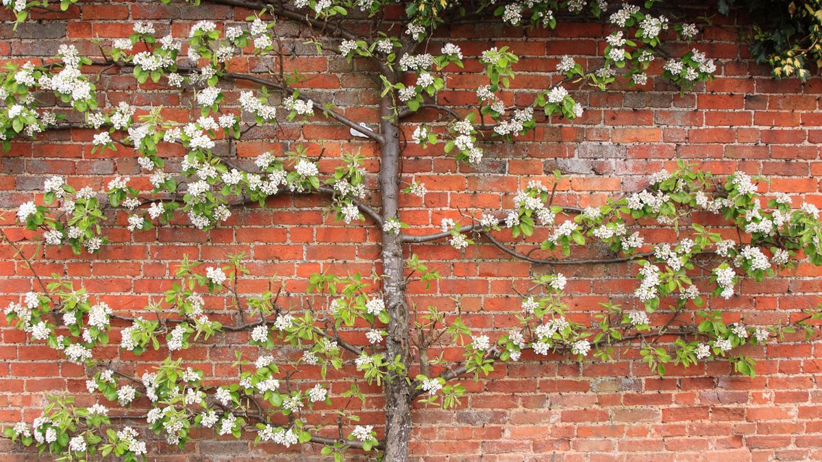 7 of the Best Trees to Espalier – How to Grow These Sculptural and Space-Saving Beauties