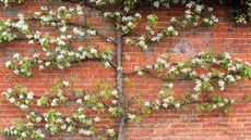 espaliered fruit tree with blossom
