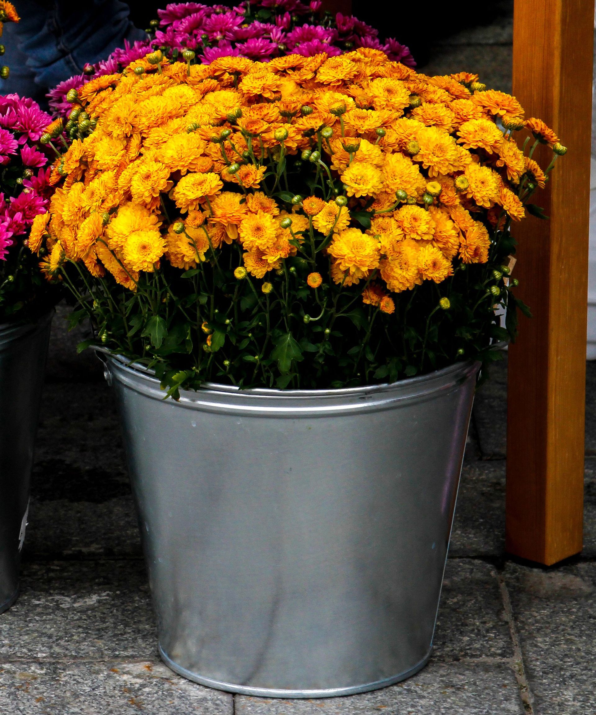 orange mums in silver bucket