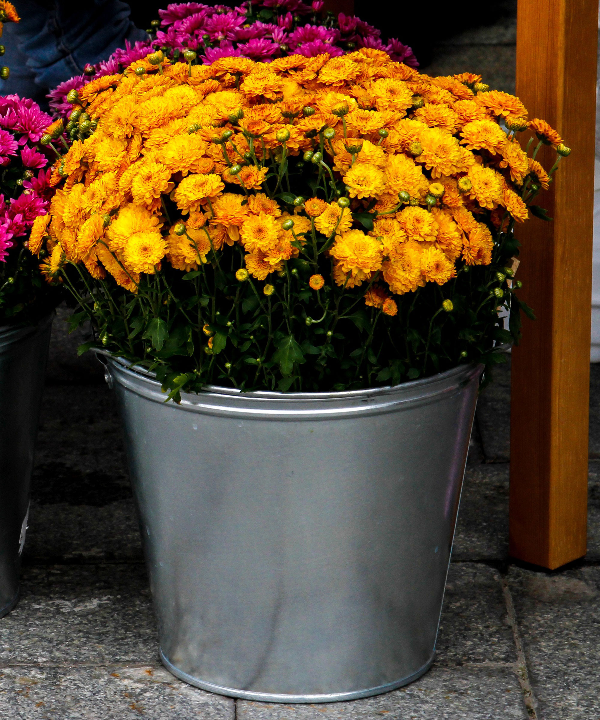 orange mums in silver bucket