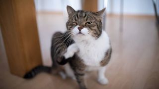 home remedies for fleas on cats: cat scratching inside home