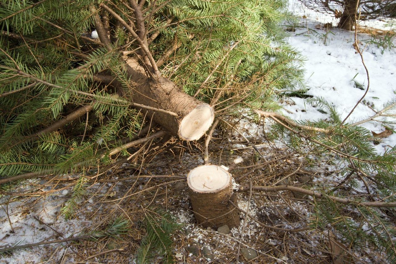 Christmas Tree Cut At Base With Snow On Ground