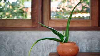 picture of an aloe vera on a table near a window