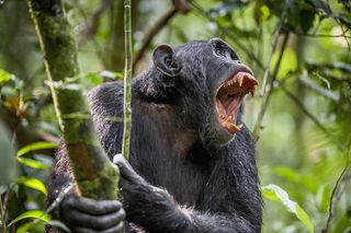 aggressive chimp