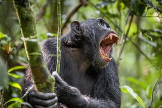 chimp chimps kill cannibalize mutilate aggressive member own group