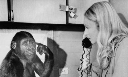 Koko the gorilla (with one of her keepers) was taught sign language when she was just a year old.