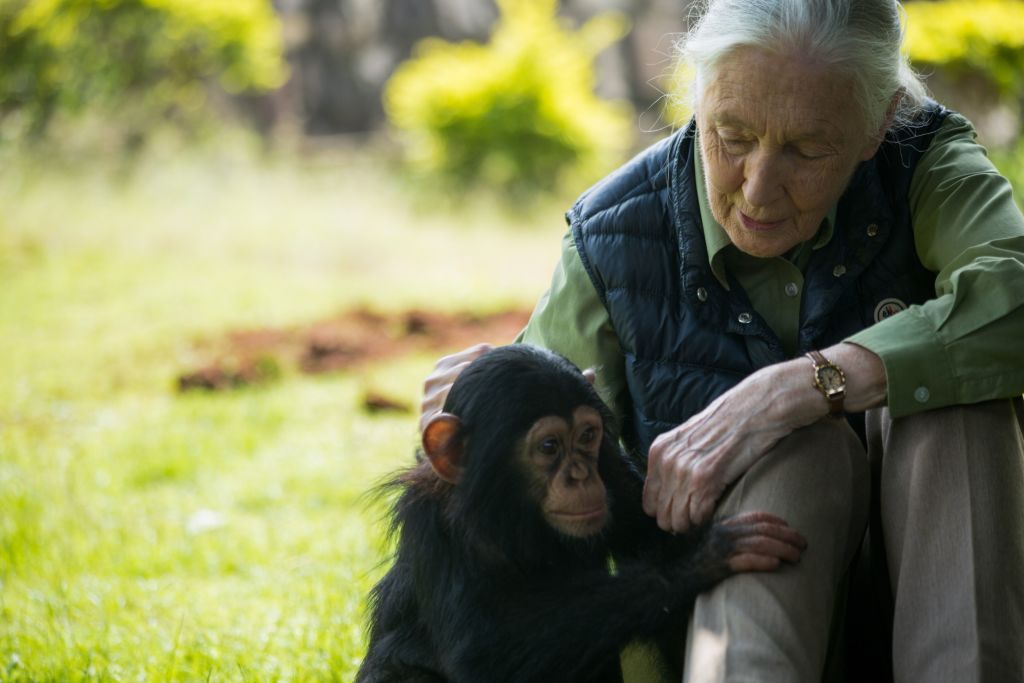 Jane Goodall visiting the Uganda Wildlife Education Centre in 2018.