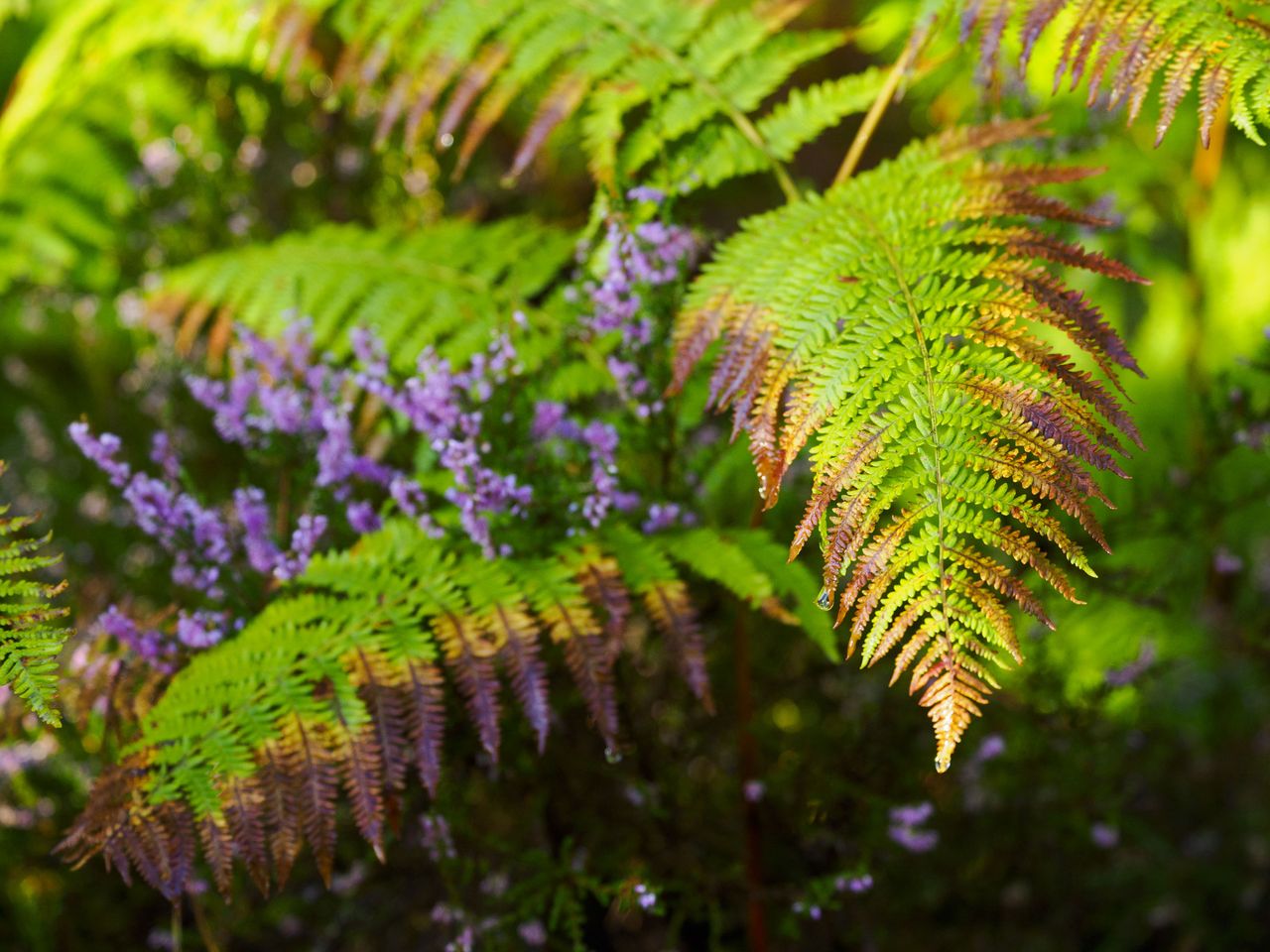 OM System 50-200mm F2.8 sample gallery: close up of ferns