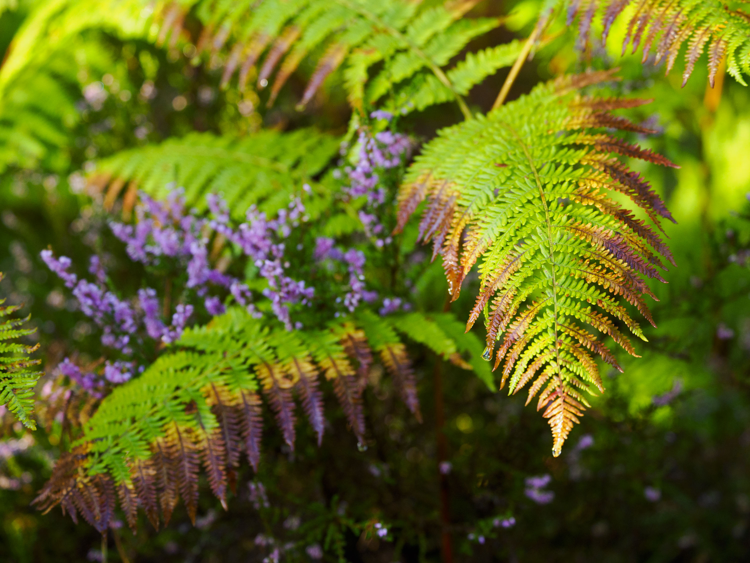 OM System 50-200mm F2.8 sample gallery: close up of ferns