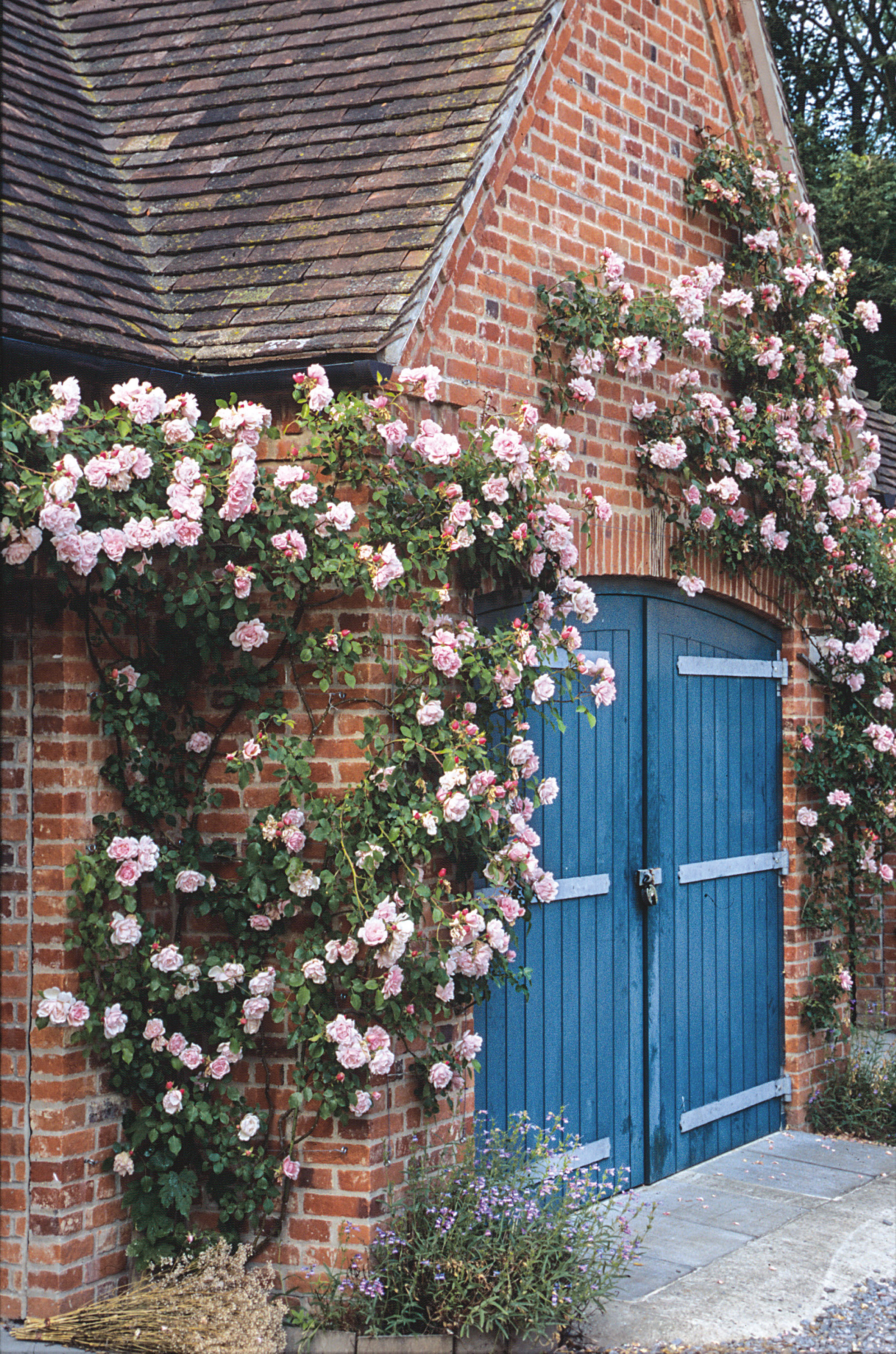 rose care tips: Albertine rambling rose by David Austin Roses