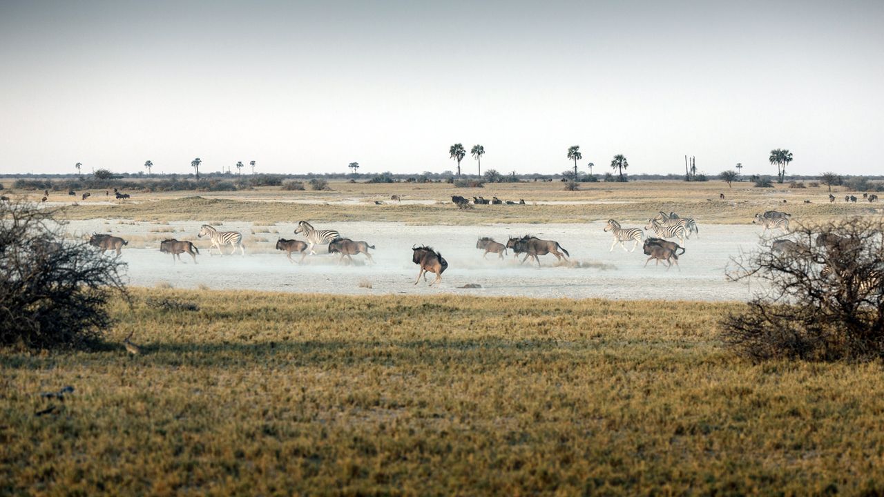 San Camp, Kalahari