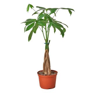 Money Tree 'Guiana Chestnut' Pachira Braid