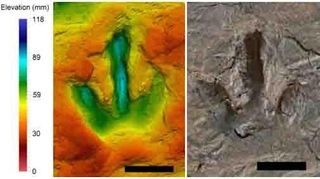 dinosaur footprint