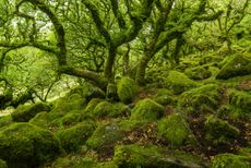 It might be a Site of Special Scientific Interest, but you'd still rather not get caught alone after dark at Wistman's Wood.