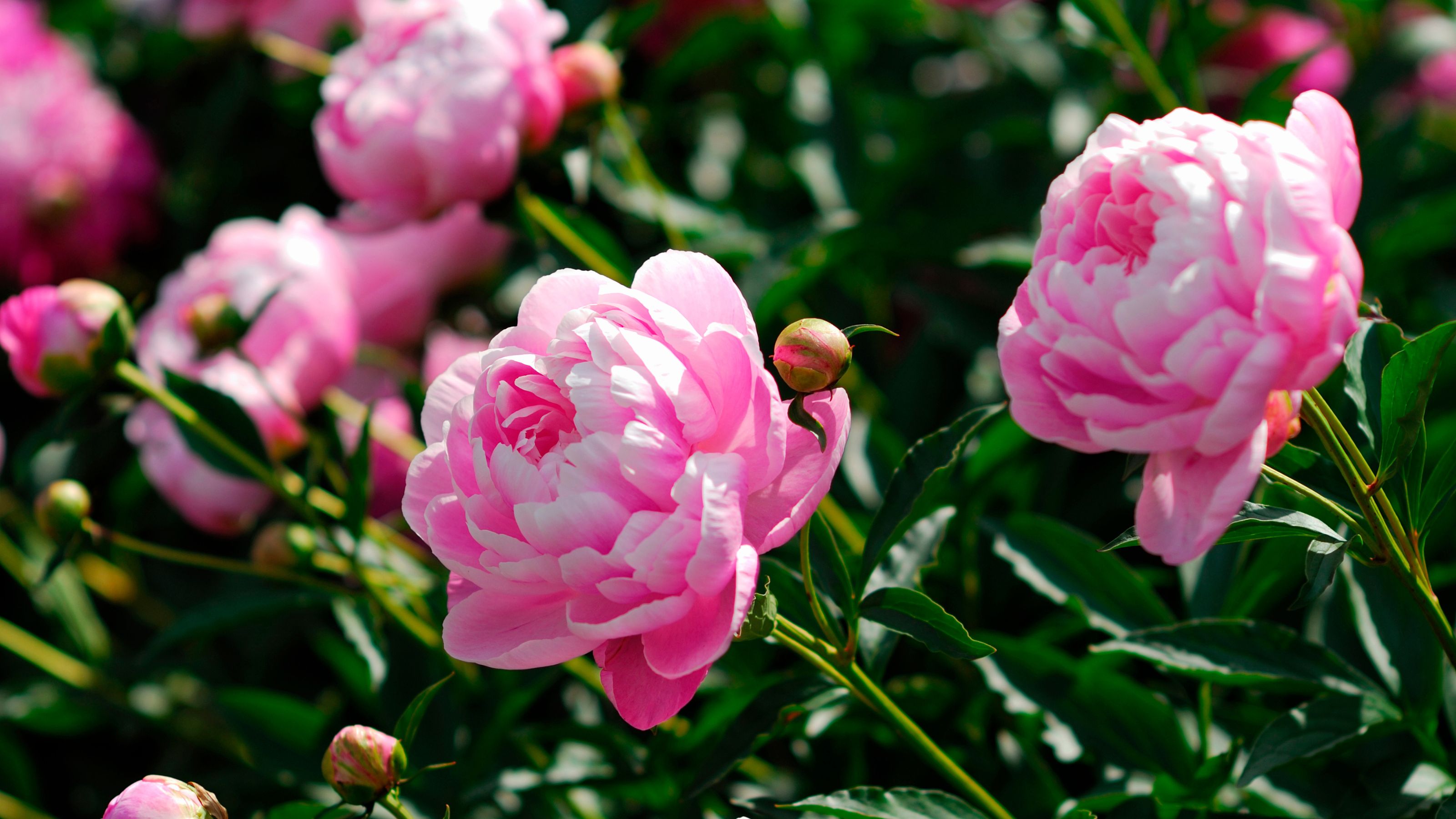 Pink peonies growing in garden