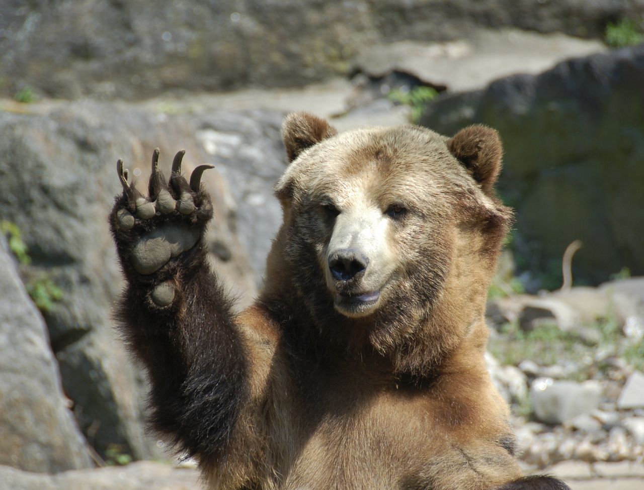 Grizzly bear