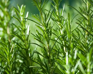rosemary plant growing