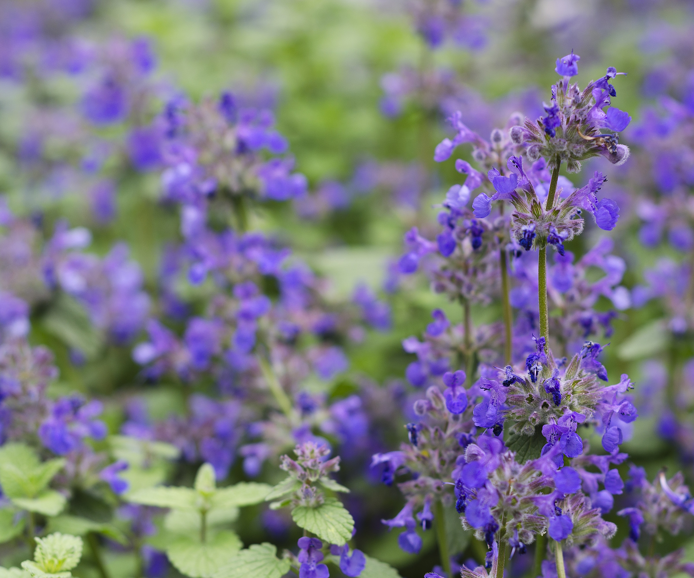 Close-up of catnip with indigo blue flowers