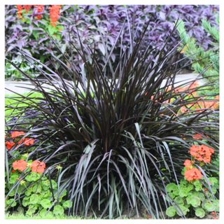 A black fountain grass plant from Amazon