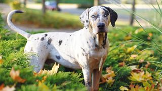 Catahoula Leopard Dog