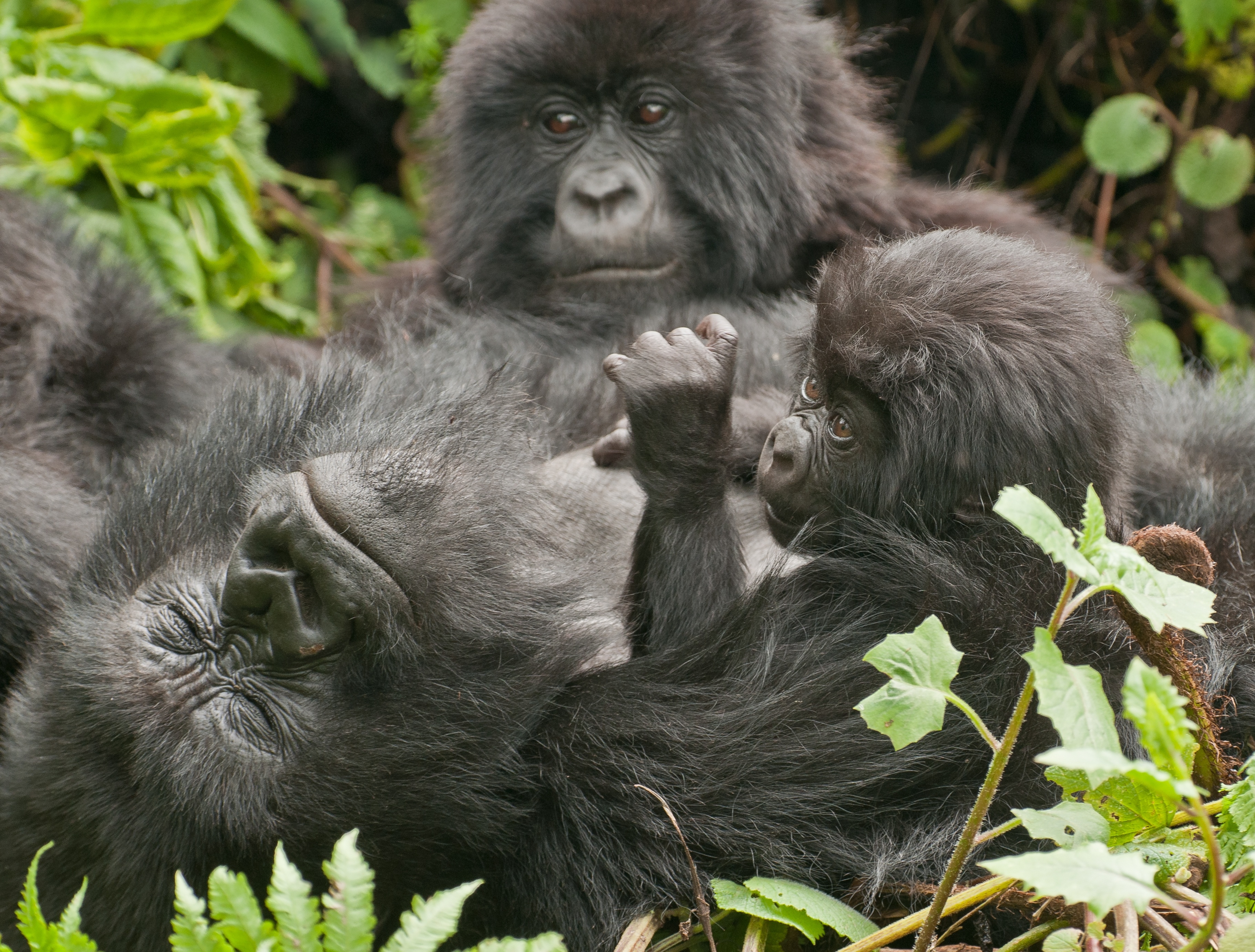 A mountain gorilla family inside Volcanoes National Park in Rwanda