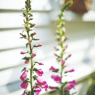 Close-up of a foxglove plant against wooden panelling