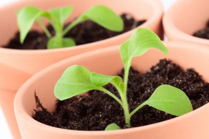 Small Individually Potted Petunia Seedlings