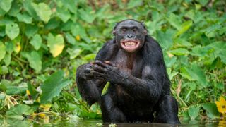 a chimpanzee sitting in water holding its hands and looking at the camera with green vegetation behind 