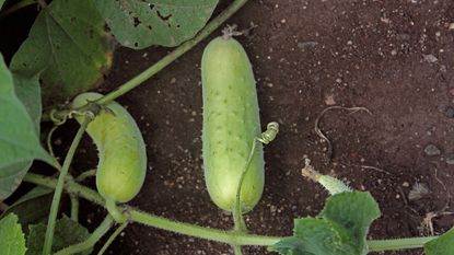 Two cucumbers on a vine