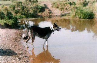 Britain's naughtiest dog