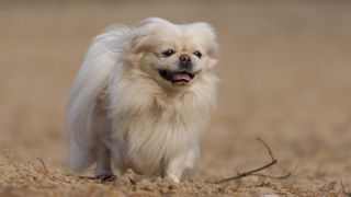 Pekingese dog running on sand